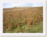 1064-Ferns near Hookney Tor * 800 x 600 * (134KB)